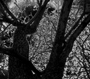 Blood Forest - Photo Enhancement